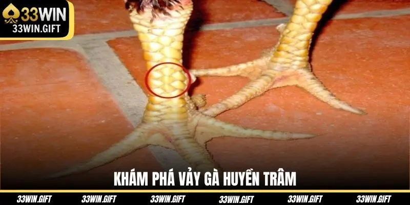 kham-pha-vay-ga-huyen-tram